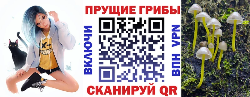 kraken вход  Ангарск  Галлюциногенные грибы Psilocybine cubensis 